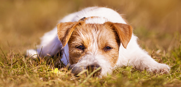 Sleepy lazy pet dog puppy resting in the autumn grass