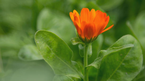Orange marigold flower in bloom. stock photo