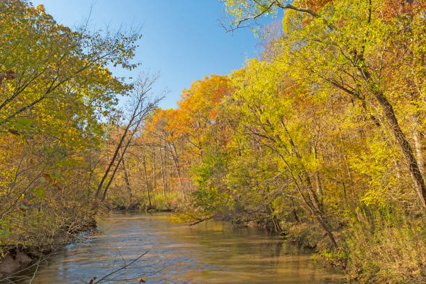 Autumn Colors Along the Cache River stock photo