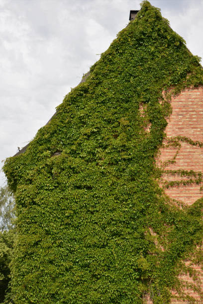 istock Green walls as vertical garden 1340585402