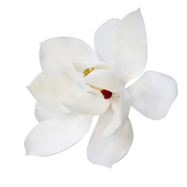 large one magnolia bloom on white - magnolia southern usa white flower imagens e fotografias de stock
