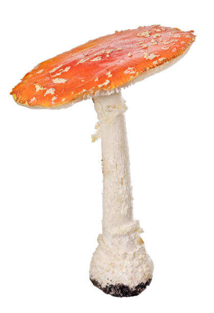 istock poisonous orange isolated fly agaric mushroom 1340586395