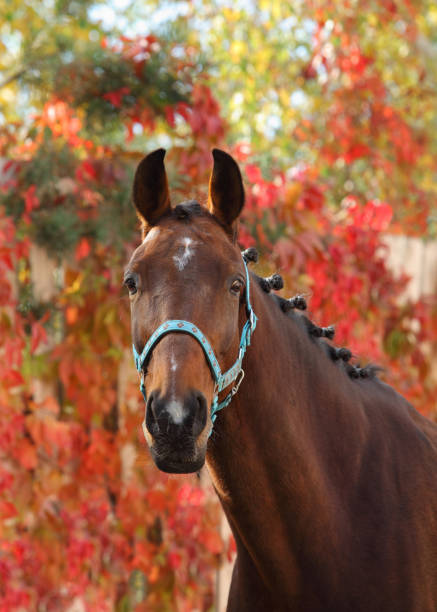 istock Thoroughbred race horse in nature autumn background 1340586594
