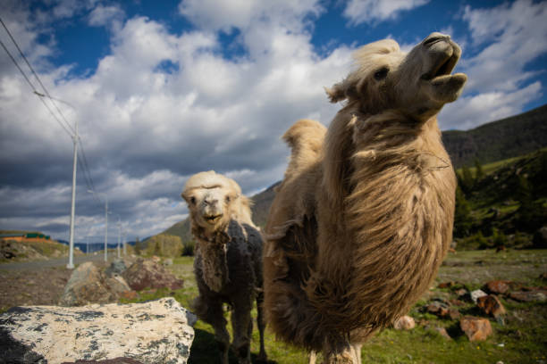 верблюды пасутся в горах алтая - bactrian camel стоковые фото и изображения