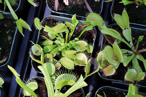 Trays full of Venus Fly Trap plants in tiny pots.