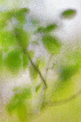 Vertical closeup of green aspen foliage leaves on tree abstract against glass of window of bathroom background
