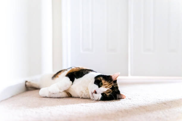 悲しいカリコシニア猫は、所有者が放棄された猫としてそれを開くために寝室のドアのそばで待って横たわっている - lying in wait ストックフォトと画像