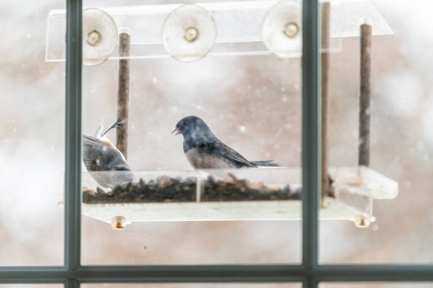 istock Dark-eyed junco and tufted titmouse, two birds together, perched on plastic window bird feeder inside with seeds in Virginia and junco bird fighting 1340589700