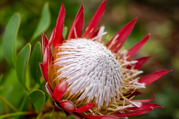 istock Closeup Protea flower, beautiful nature background with copy space 1340590420