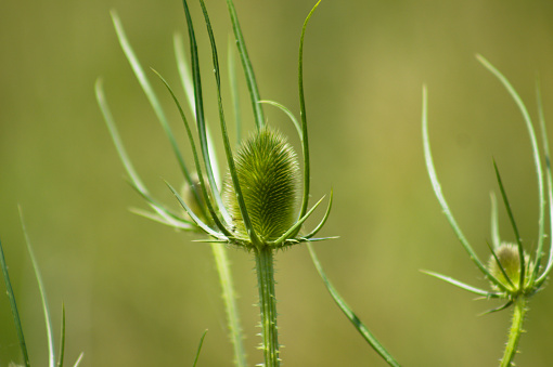 Green wild teasel seeds close-up view with blurred background