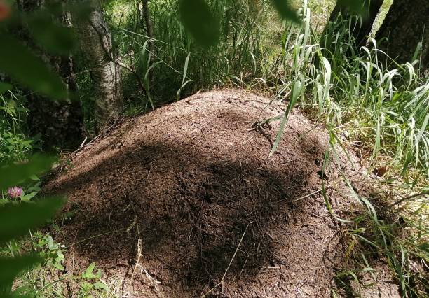istock Large live brown anthill in a grove and pine forest 1340591577