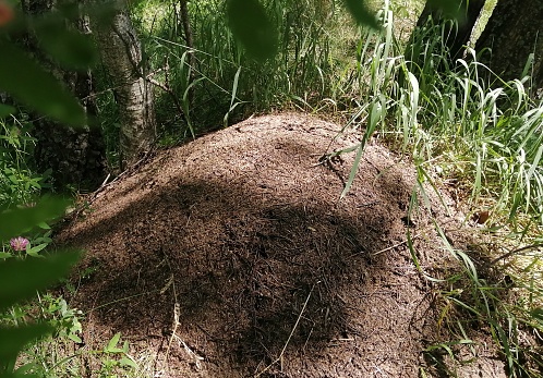 Large live brown anthill in a grove and pine forest
