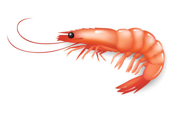 ilustrações de stock, clip art, desenhos animados e ícones de realistic shrimp icon ion white, fresh sea food. vector - prepared shrimp prawn seafood salad