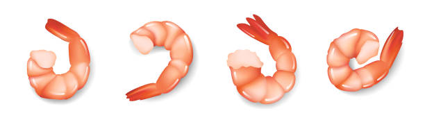 illustrazioni stock, clip art, cartoni animati e icone di tendenza di set di gamberetti realistici isolati su sfondo bianco, antipasto di gamberi freschi di frutti di mare, illustrazione vettoriale. - prepared shrimp prawn seafood salad