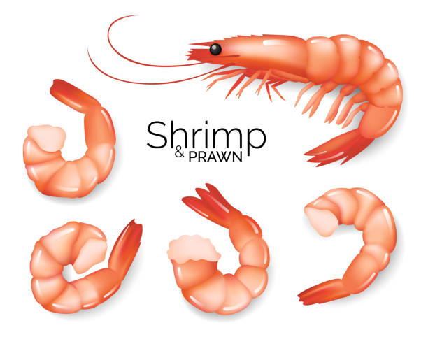 illustrazioni stock, clip art, cartoni animati e icone di tendenza di set di gamberetti realistici isolati su sfondo bianco, antipasto di gamberi freschi di frutti di mare, illustrazione vettoriale. - prepared shrimp prawn seafood salad