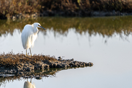 Great egret perched on a branch with purple skies in the background. Bird is positioned on right side of photo and looking right.