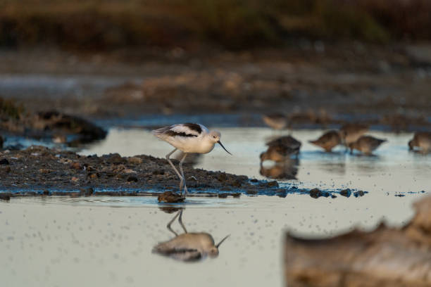 American Avocet Bird at sunrise wandering the wetlands (recurvirostra americana)