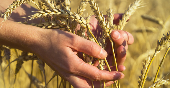 A man's hand holds spikelets of ripe wheat with grain on the background of a golden field and the sky. The farmer carefully checks the quality of the crop.