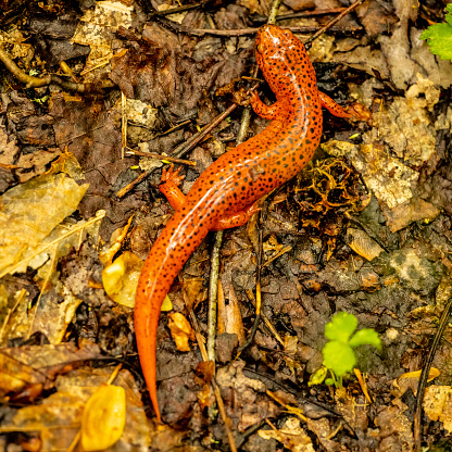 Red Salamander Curves Its Body On Wet Trail in Great Smoky Mountains National Park