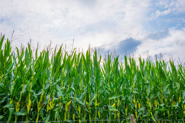 istock Corn growing in a green hilly landscape under a blue sky in sunlight in summer 1340595573