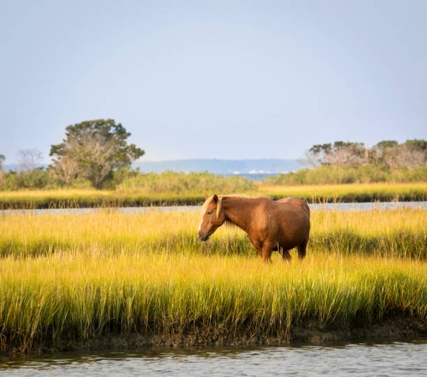 Wildlife Photography