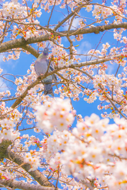 istock Sakura of pigeons and full bloom 1340597163