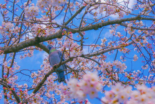 istock Sakura of pigeons and full bloom 1340597171