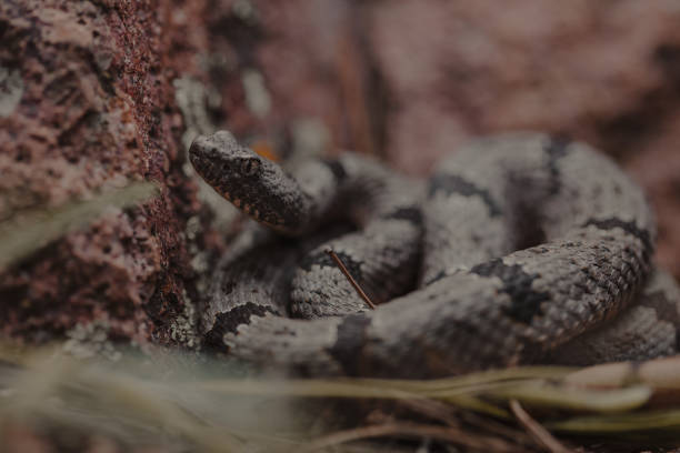 istock Banded Rock Rattlesnake (Crotalus klauberi) 1340597213