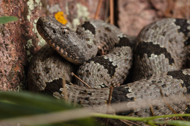 istock Banded Rock Rattlesnake (Crotalus klauberi) 1340597214
