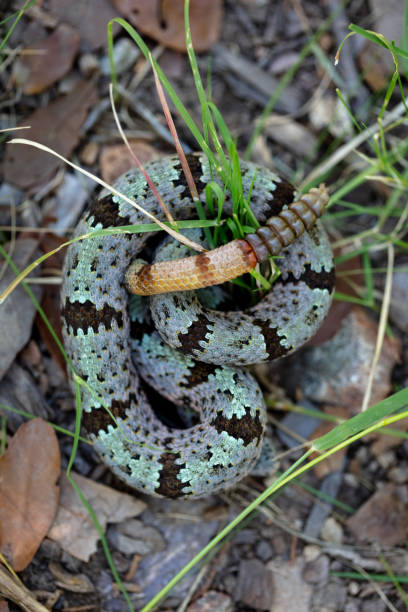 istock Banded Rock Rattlesnake (Crotalus klauberi) 1340597313