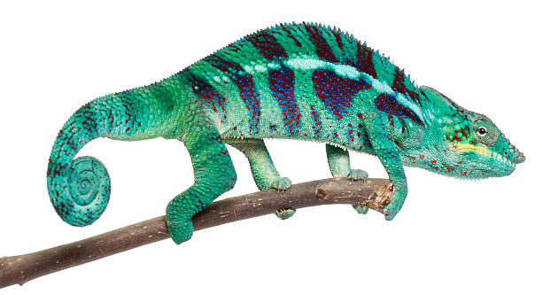 istock Panther Chameleon Nosy Be, Furcifer pardalis, white background. 134059779