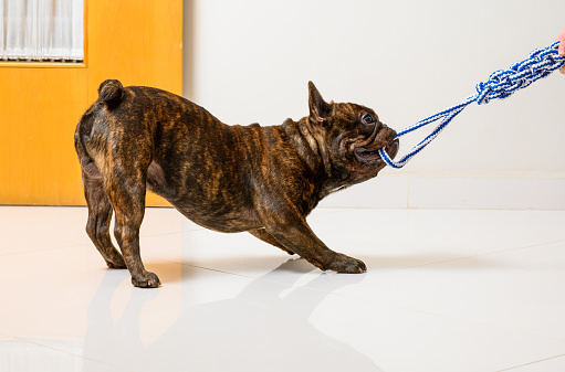 french bulldog dog playing with a dog toy at home