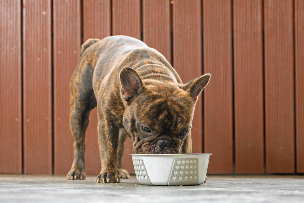 istock dog eating / drinking in a bowl 1340599092