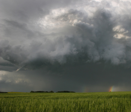 A funnel cloud developing at the base of a massive thunderstorm on the great plains. Square image. Additional themes include weather, spring, storms, hailstorm, thunderstorm, rainbow, scenic, prairie, alberta, Canada, meteorology, atmosphere, earth, wheat, agriculture, damage, supercell, and rural scenic. 
