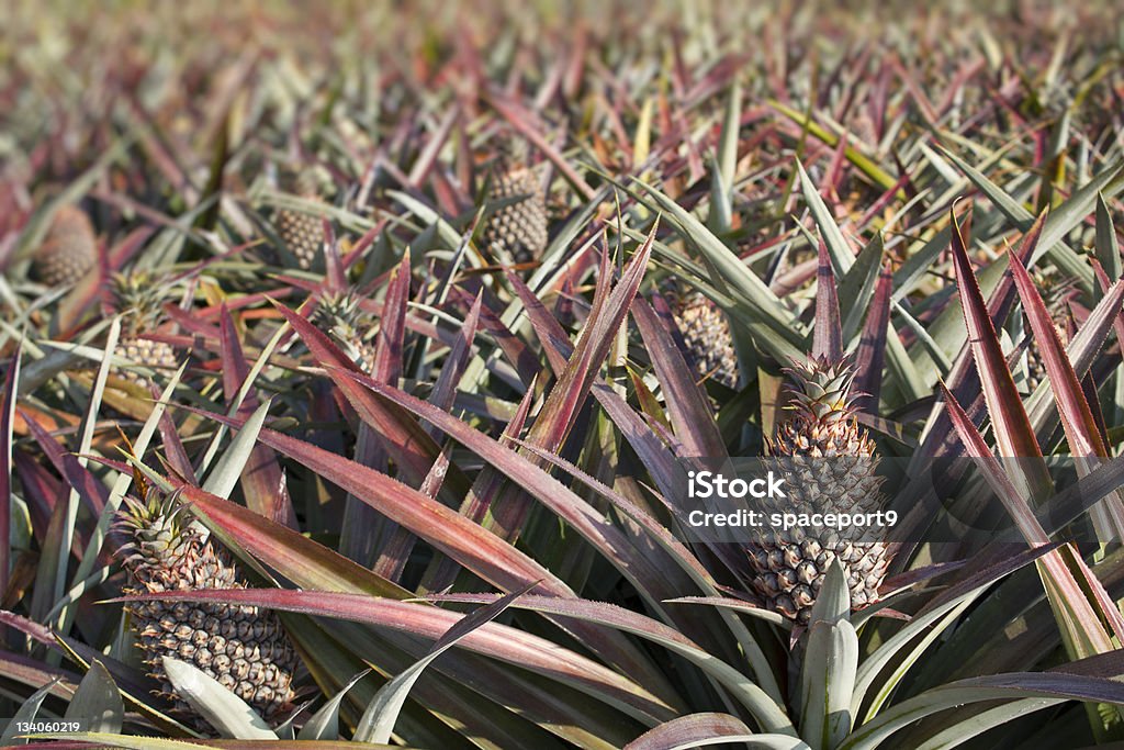 pineapple field. pineapple fruit field on farmland. Agricultural Field Stock Photo