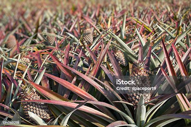 Pineapple Field Stock Photo - Download Image Now - Agricultural Field, Agriculture, Backgrounds