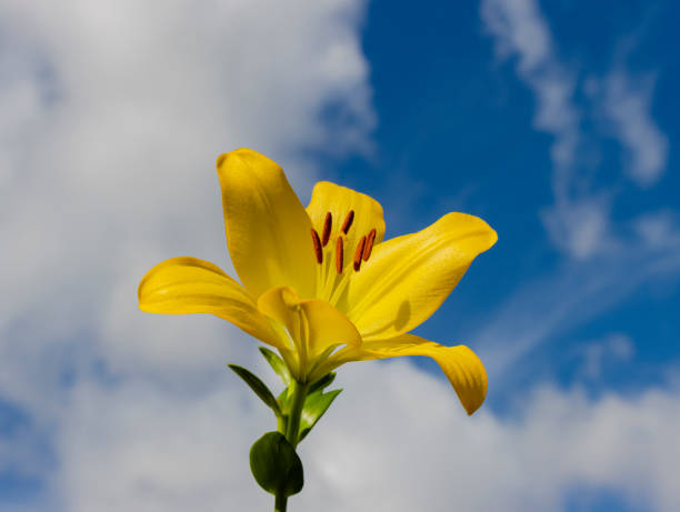 istock Yellow Lily as Bright as the Sun 1340603755