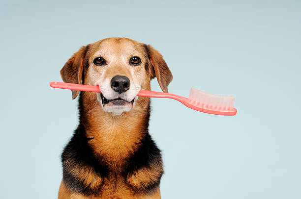 istock Don't forget to brush your teeth 134060379