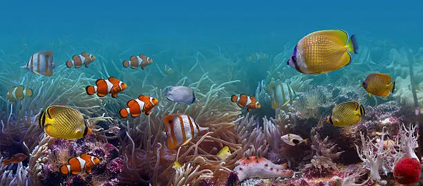 Photo of Underwater world