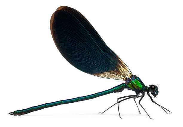 istock Male Banded Demoiselle 134060605