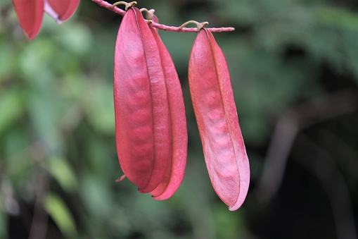 Photo of  Tara spinosa plant