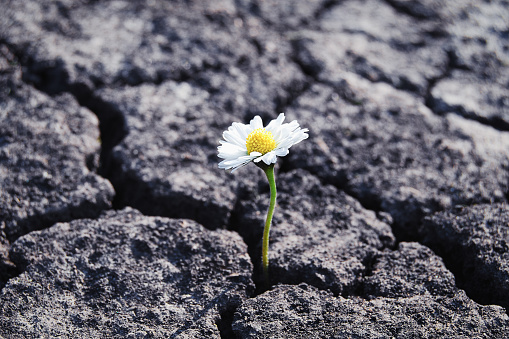 La flor ha crecido en un suelo árido y agrietado y estéril photo