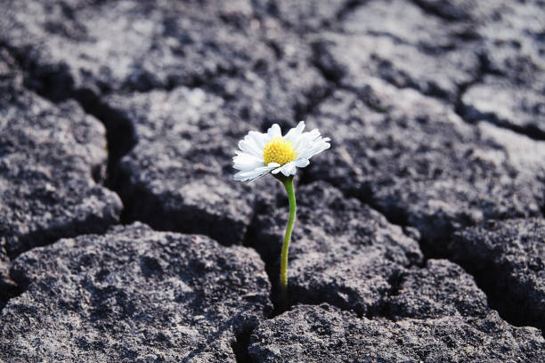 la fleur a poussé dans un sol aride et stérile craquelé - résistance photos et images de collection