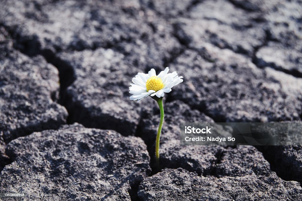 Flower has grown in arid cracked barren soil Resilience Stock Photo