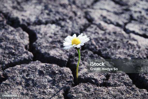 Flower Has Grown In Arid Cracked Barren Soil Stock Photo - Download Image Now - Resilience, Flower, Barren
