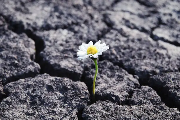 Flower has grown in arid cracked barren soil
