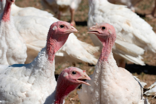 Two turkeys look like they're talking to each other. This one needs some captions...