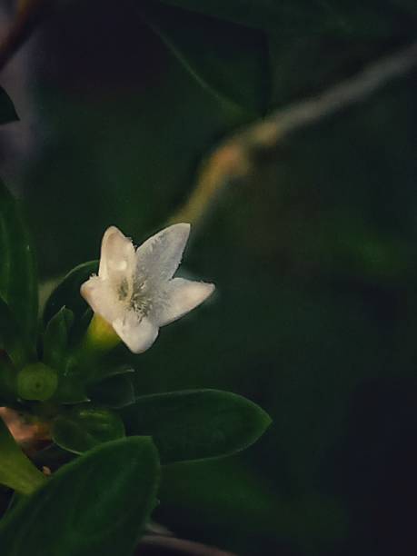 Serissa japonica