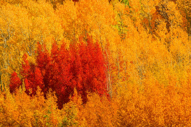 A wall of fall colored aspens is filled with yellows, golds, oranges and reds in the Bishop Creek area of Central California.