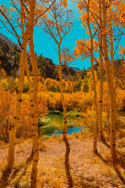 istock Bishop Creek runs through the canyon surrounded by fall color. 1340615325